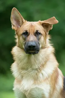 Deutscher: DOG - German shepherd dog - with one ear pointed