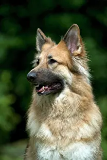 Deutscher: DOG - German shepherd dog (head shot)