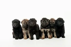 Deutscher: DOG - German shepherd dog puppies- in a row