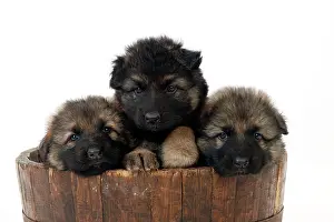 Deutscher: DOG - German shepherd dog puppies - sitting in wooden tub
