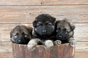 Deutscher: DOG - German shepherd dog - puppies sitting in wooden tub