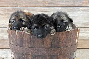 Deutscher: DOG - German shepherd dog - puppies sitting in wooden tub