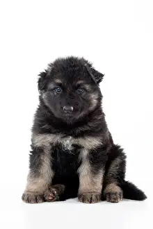 Deutscher: DOG - German shepherd dog - puppy