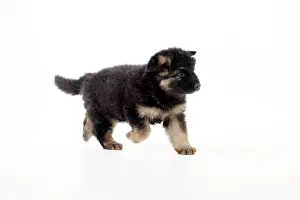 Deutscher: DOG - German shepherd dog - puppy running