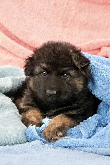 Deutscher: DOG - German shepherd dog - puppy sitting on blankets