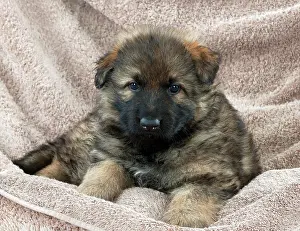 Deutscher: DOG - German shepherd dog - puppy sitting on blankets