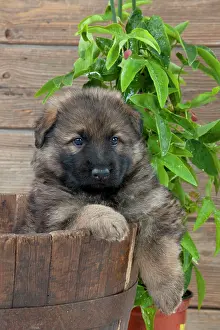 Deutscher: DOG - German shepherd dog - puppy sitting in a wooden tub