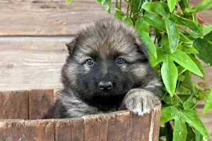Deutscher: DOG - German shepherd dog - puppy sitting in a wooden tub