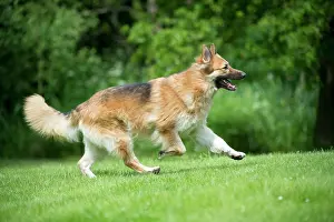 Deutscher: DOG - German shepherd dog - running through garden