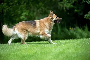 Deutscher: DOG - German shepherd dog - running through garden