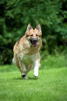 Deutscher: DOG - German shepherd dog - running through garden