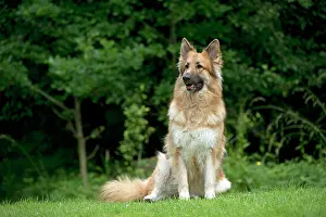 Deutscher: DOG - German shepherd dog - sitting in garden