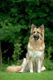 Deutscher: DOG - German shepherd dog sitting in garden