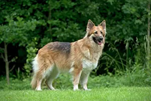 Deutscher: DOG - German shepherd dog standing in garden