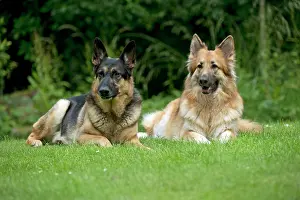 Deutscher: DOG - German shepherd dogs - sitting together in garden