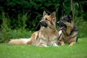 Deutscher: DOG - German shepherd dogs sitting together in garden