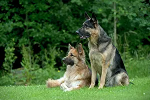 Deutscher: DOG - German shepherd dogs - sitting together in garden