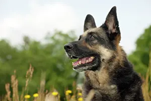 Deutscher: DOG - German shepherd (head shot)