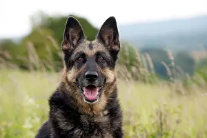 Deutscher: DOG - German shepherd (head shot)
