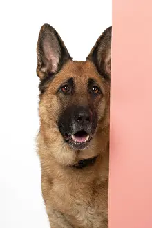 110420: DOG. German Shepherd, head & shoulders, face