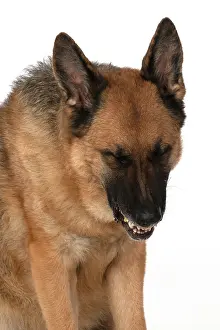 Growling: DOG. German Shepherd, head & shoulders, face