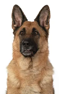 110420: DOG. German Shepherd, head & shoulders, face
