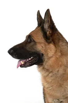 Alsatian: DOG. German Shepherd, head & shoulders, face