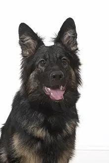 281217: DOG. German Shepherd, head & shoulders, studio