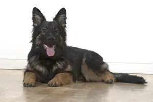 281217: DOG. German Shepherd, laying, studio