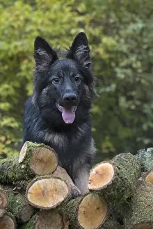 281217: DOG. German Shepherd, with log pile, autumn