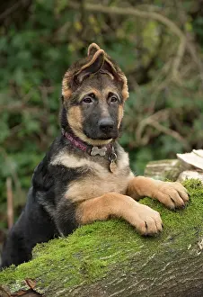 Pricked: Dog German Shepherd puppy