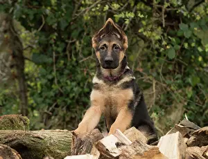 Pricked: Dog German Shepherd puppy