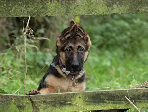 Pricked: Dog German Shepherd puppy