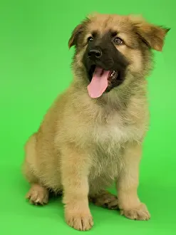 Deutscher: Dog - German Shepherd puppy - with open mouth