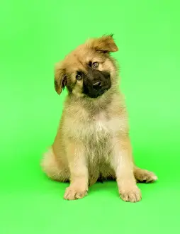 Deutscher: Dog - German Shepherd puppy - tilting head