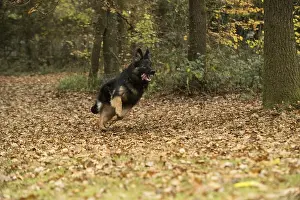 281217: DOG. German Shepherd, running in autumn leaves