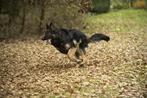 281217: DOG. German Shepherd, running in autumn leaves