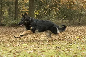 281217: DOG. German Shepherd, running in autumn leaves