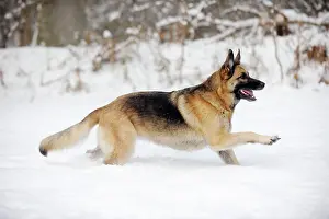 Shepherd: DOG. German shepherd running through the snow
