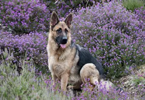 Sable: Dog German Shepherd (sable)