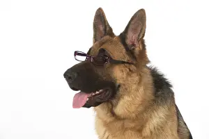 Sable: Dog German Shepherd (sable)