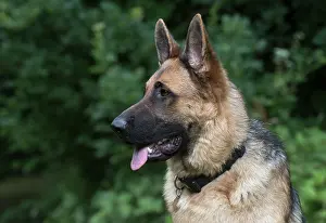 Sable: Dog German Shepherd (sable)