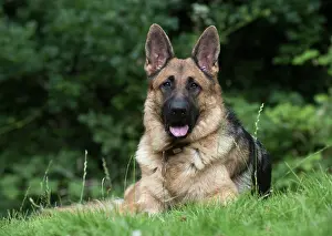Sable: Dog German Shepherd (sable)