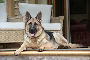 Sable: Dog German Shepherd (sable)
