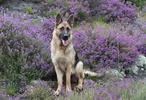 Shepherd: Dog German Shepherd (sable)