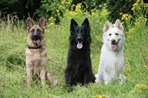 Sable: Dog German Shepherd (sable, black & white)