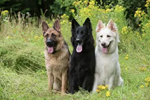 Sable: Dog German Shepherd (sable, black & white)