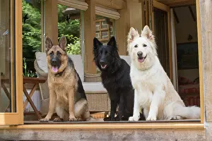 Sable: Dog German Shepherd (sable, white & black)