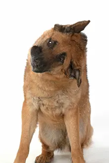 110420: DOG. German Shepherd, shaking its head, water