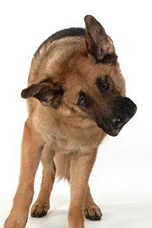 110420: DOG. German Shepherd, shaking its head, water